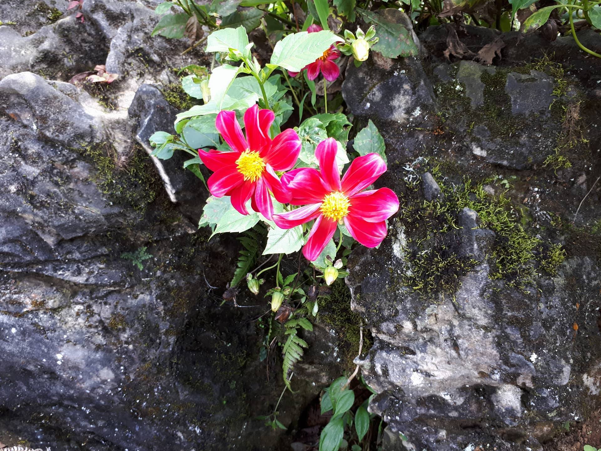 Hãy Học Cách Sống Của Loài Hoa Dại